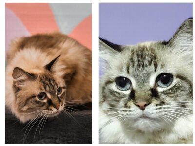 article image - 2.11.cat.Heika